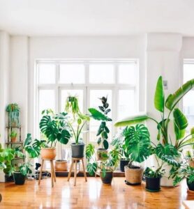 Pourquoi décorer votre intérieur avec des plantes?